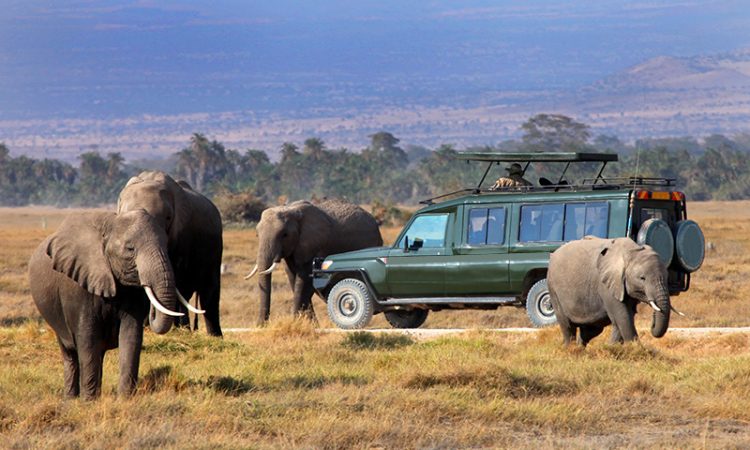 Tours & Safaris